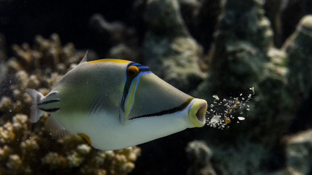 Een vis in Egypte spuugt een deel van zijn maaginhoud weer uit.