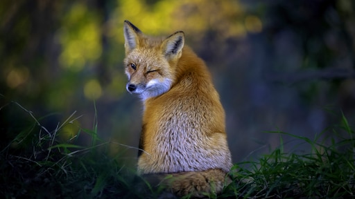 Knipogende vos, zwaaiende wasbeer, spugende vis: dit zijn de grappigste foto's van 2022