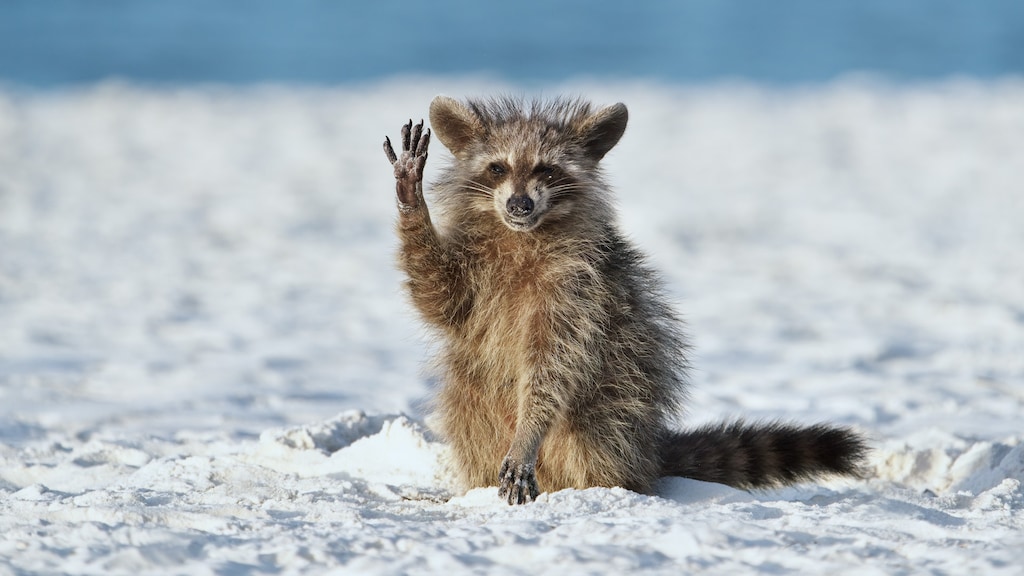 De zwaaiende wasbeer in Florida, Verenigde Staten.