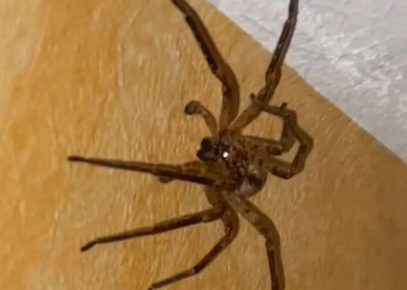 Wolfspin in de kamer: vrouw slaapt met licht aan