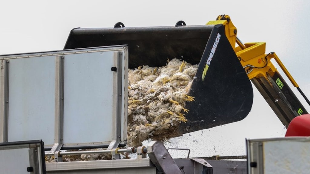 In een jaar tijd bijna 6 miljoen vogels geruimd wegens vogelgriep