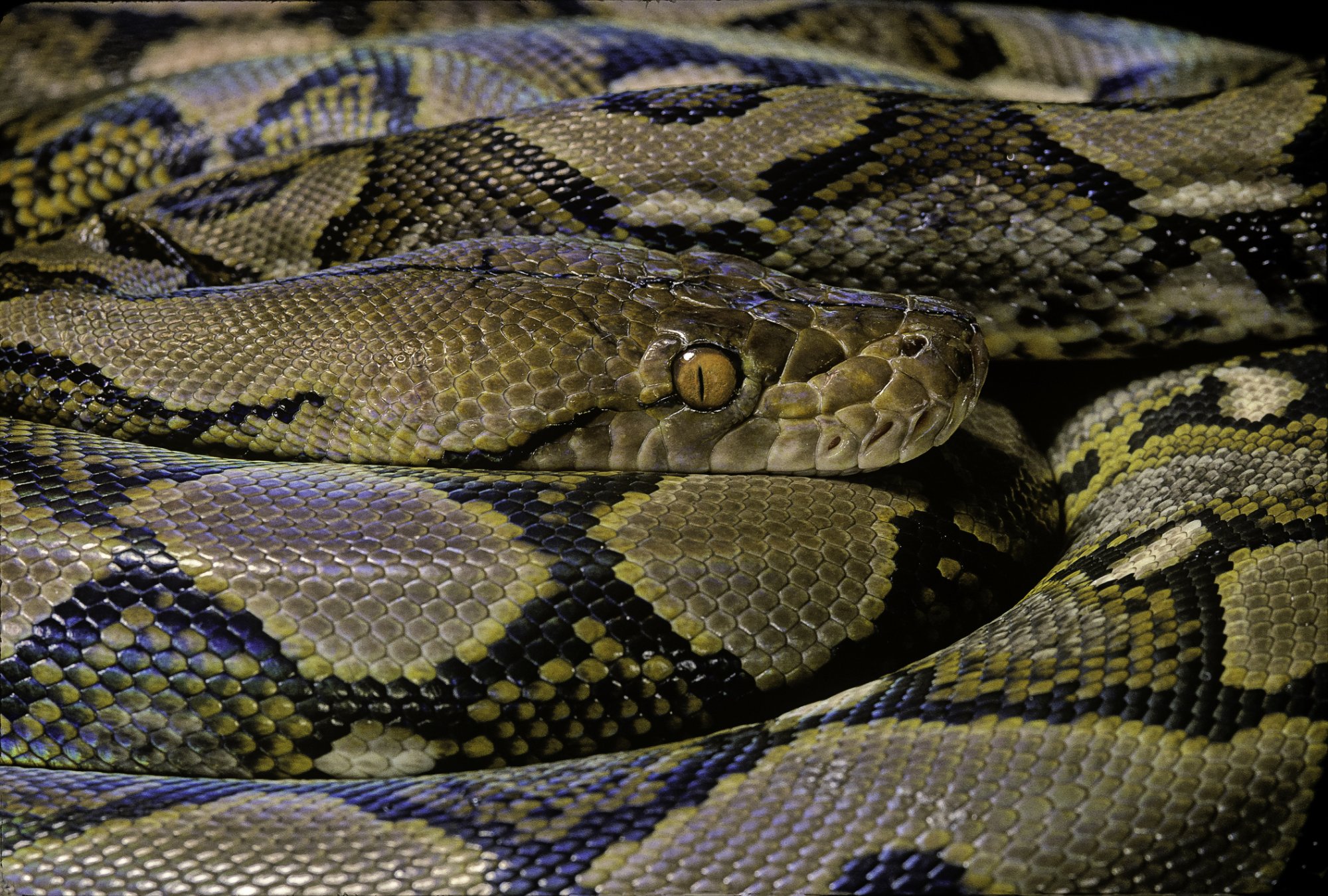 Python als huisdier: hoe gevaarlijk is het? 'Het blijven wilde dieren'