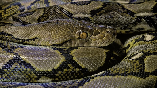 Un Python Dier Python als huisdier: hoe gevaarlijk is het? 'Het blijven wilde dieren'