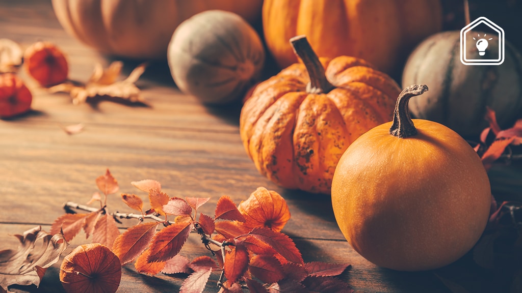 Zo weet je welke pompoensoort je voor welk gerecht kunt gebruiken (en of 'ie rijp is)