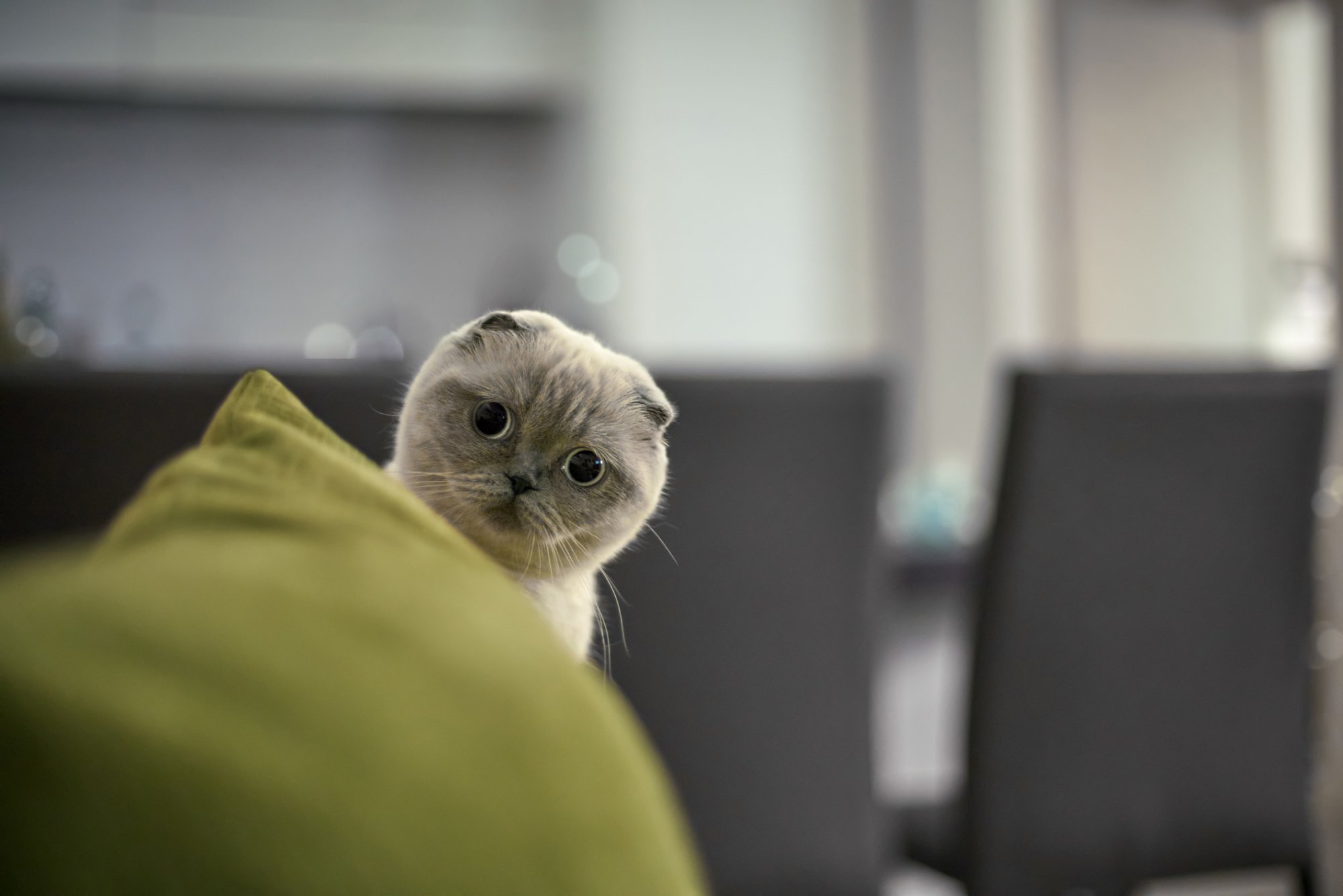 'Schattige' kat met vouwoortjes eigenlijk heel zielig, NVWA waarschuwt fokkers