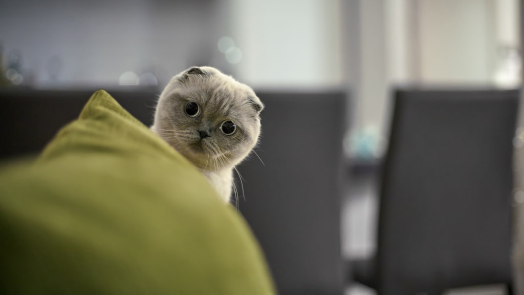 'Schattige' kat met vouwoortjes eigenlijk heel zielig, NVWA waarschuwt fokkers