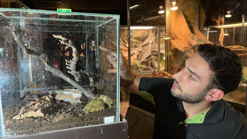 Lars Vermeeren wijst valse wolfspin aan