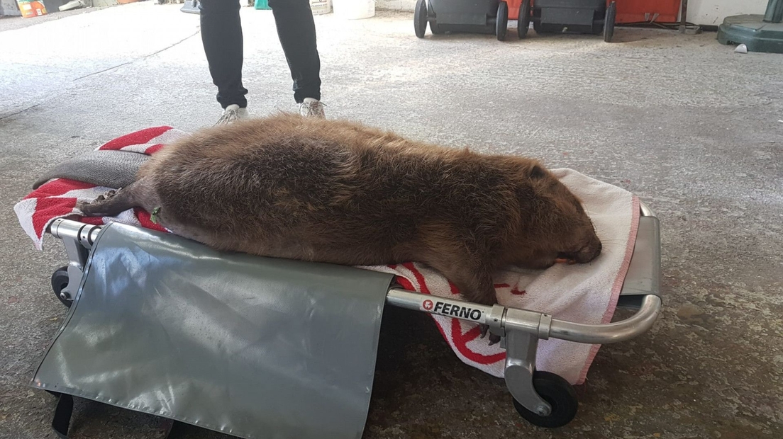 Bever van 40 kilo gevonden in Ouderkerk aan den IJssel: 'Zo groot als een hond'