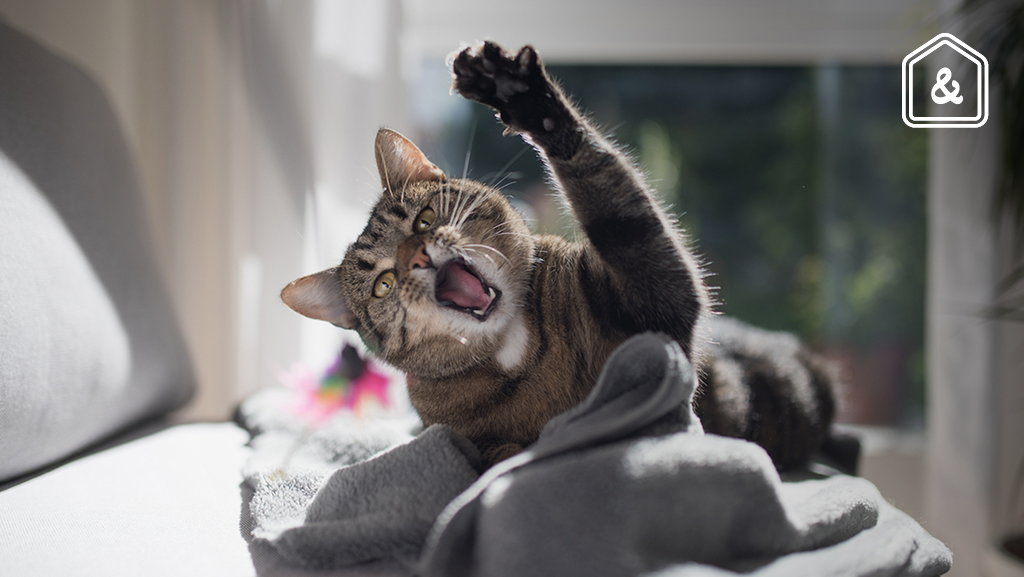 Dierenarts Piet legt uit: Waarom katten je soms aanvallen en hoe je het voorkomt