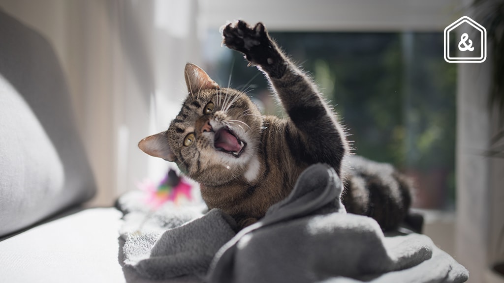 Dierenarts Piet legt uit: Waarom katten je soms aanvallen en hoe je het voorkomt