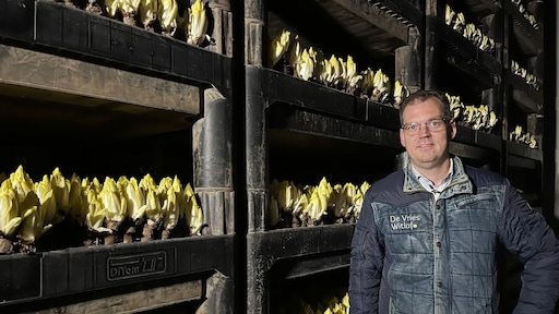 Steeds minder lof voor witlof onder jongeren: 'Nieuwe recepten nodig'