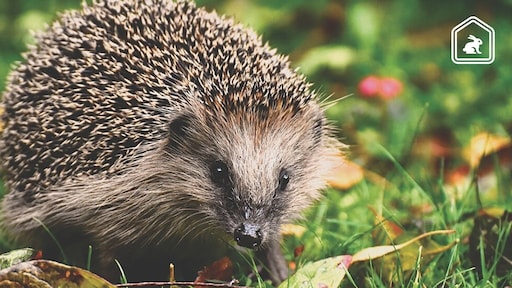 5 manieren om te zorgen voor een egelvriendelijke tuin