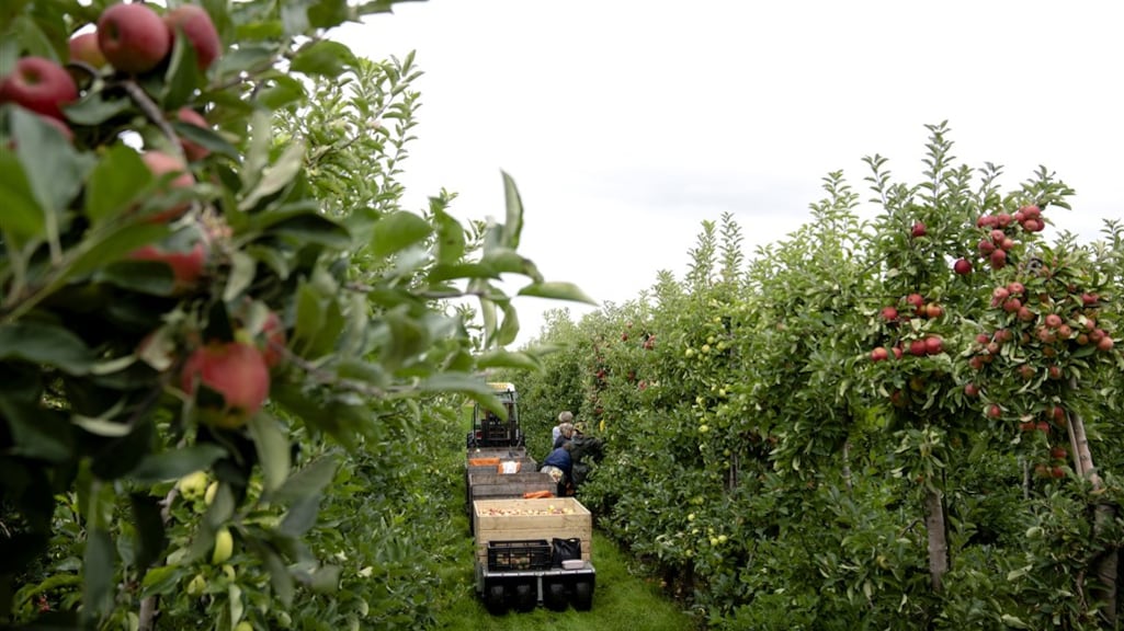 Fruittelers in protest tegen verhoging suikertaks: 'In sap kan niet minder suiker'