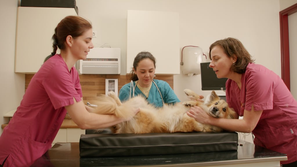 Dierenartsen zouden sneller MRI-scans naar de cloud kunnen sturen.