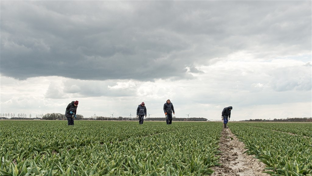 Onderbetaling en lange werkdagen: uitzenders overtreden 'bewust' de wet