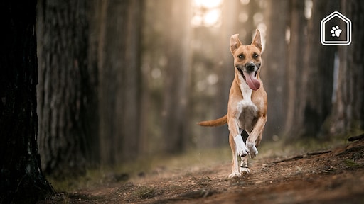In deze natuurgebieden mag je wél wandelen met je hond