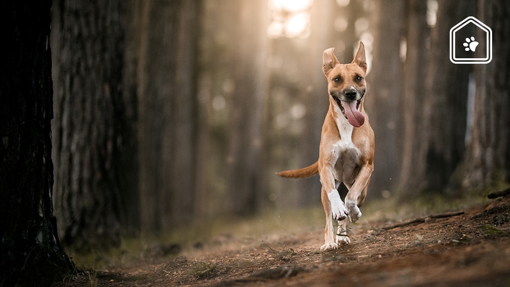 In deze natuurgebieden mag je wél wandelen met je hond