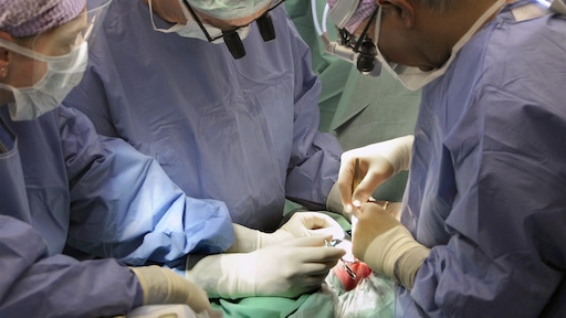 NZa zeer kritisch over kabinetsbesluit kinderhartchirurgie: 'Grote en onomkeerbare gevolgen'