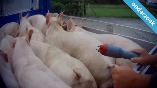 Varkens hardhandig behandeld: onderzoek naar gebruik stroomstoten