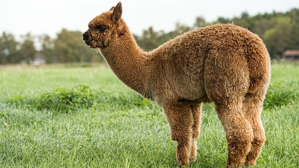 Lama veelbelovende schakel in ontwikkeling nieuwe medicijnen