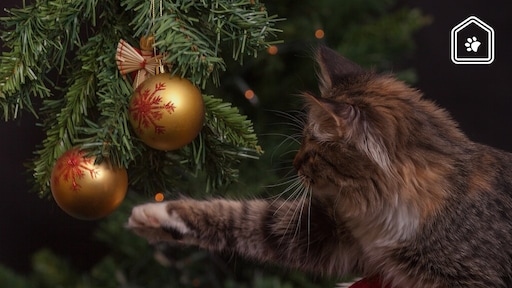 Zo bescherm je je kerstboom tegen je kat