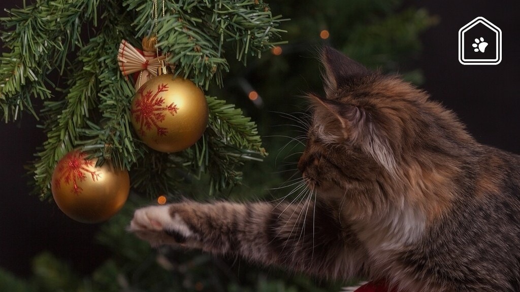Zo bescherm je je kerstboom tegen je kat