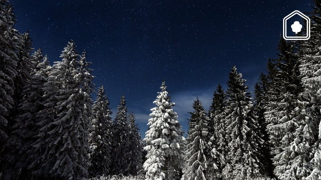 Kerstboom herplanten in de tuin? Hier moet je op letten