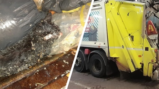 Kat gered uit vuilniswagen: 'Vies luchtje'