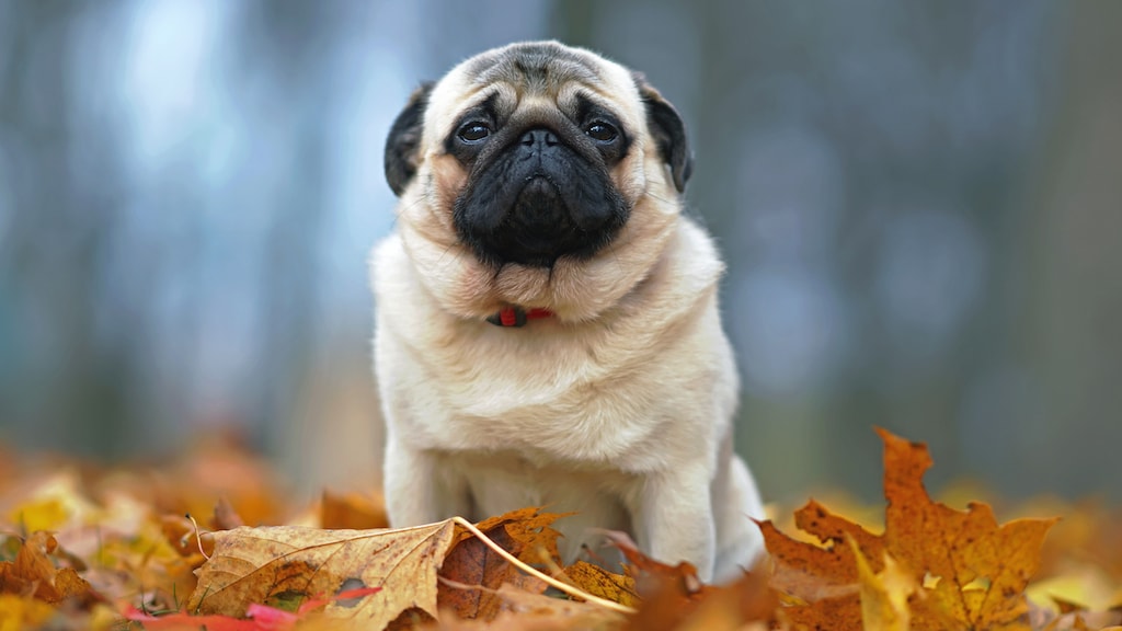 platte neus hond