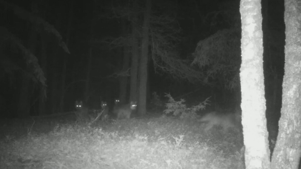 Wildcamera legt roedel van negen wolven vast op Veluwe