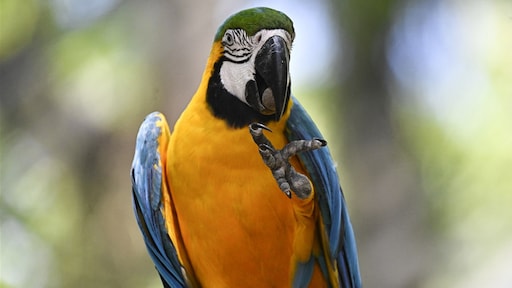 Celstraf en boete voor man uit Taiwan wiens papegaai arts verwondde