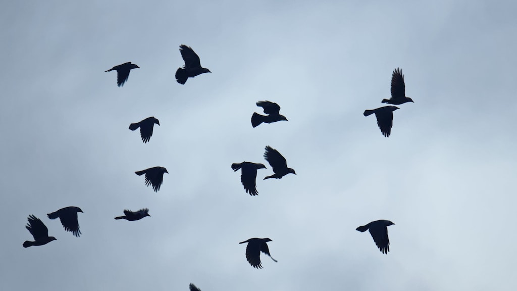 Kunnen vogels een aardbeving voorspellen? 'Dieren zijn sensitiever'