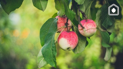 Waarom het slim is in februari nog een fruitboom in de tuin te planten