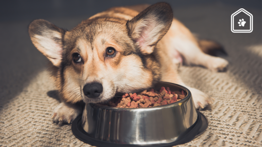 Eet je hond z'n brokken niet op? Hier kan het aan liggen (en dit kun je eraan doen)