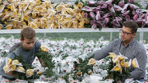Bussen, bloemen, olie: Nederlandse handel met Rusland zakt in
