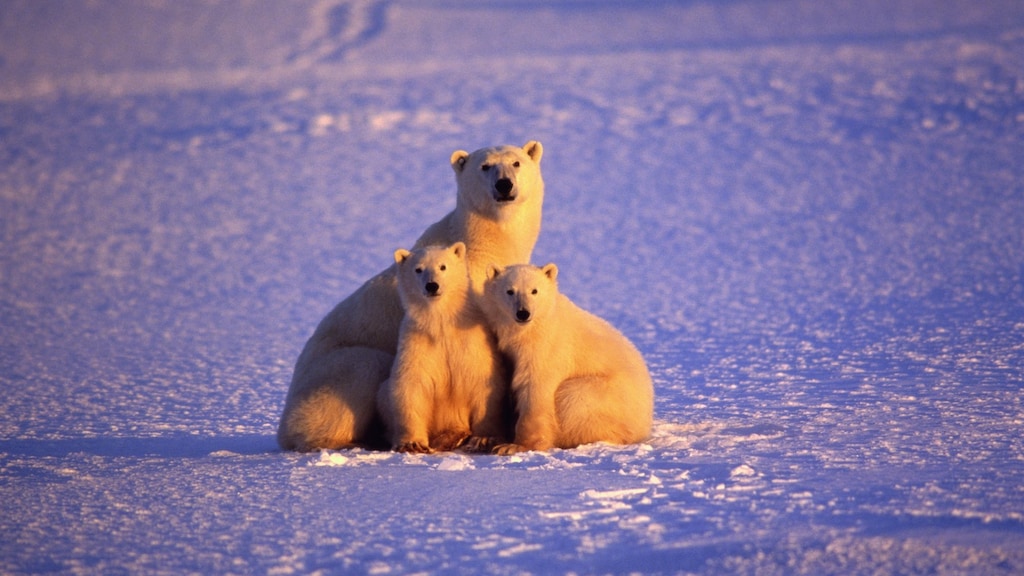 Zo hardnekkig is PFAS: aangetroffen in bloed honderden diersoorten