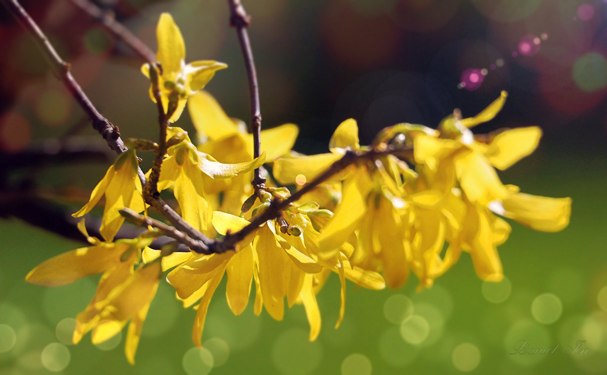 in welke maand begint de lente