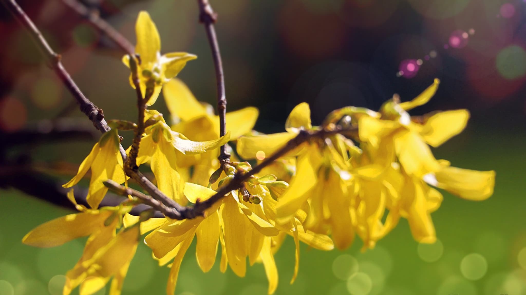 in welke maand begint de lente