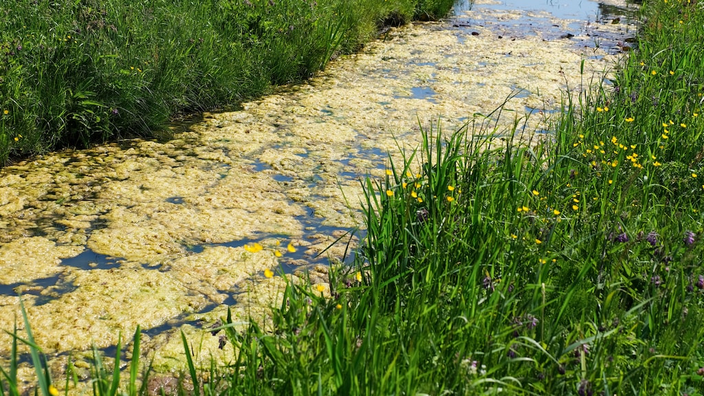 Nederland heeft vieste water van Europa, en dat gaat geld kosten