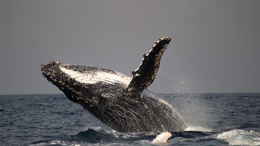 Walvissen zijn CO2-slurpers: kunnen ze helpen tegen klimaatverandering?