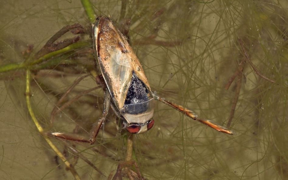 Onderzoek: waterkwaliteit in vijvers en grachten kan veel beter