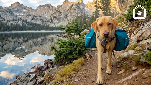 Dit moet je weten als je jouw hond meeneemt op vakantie