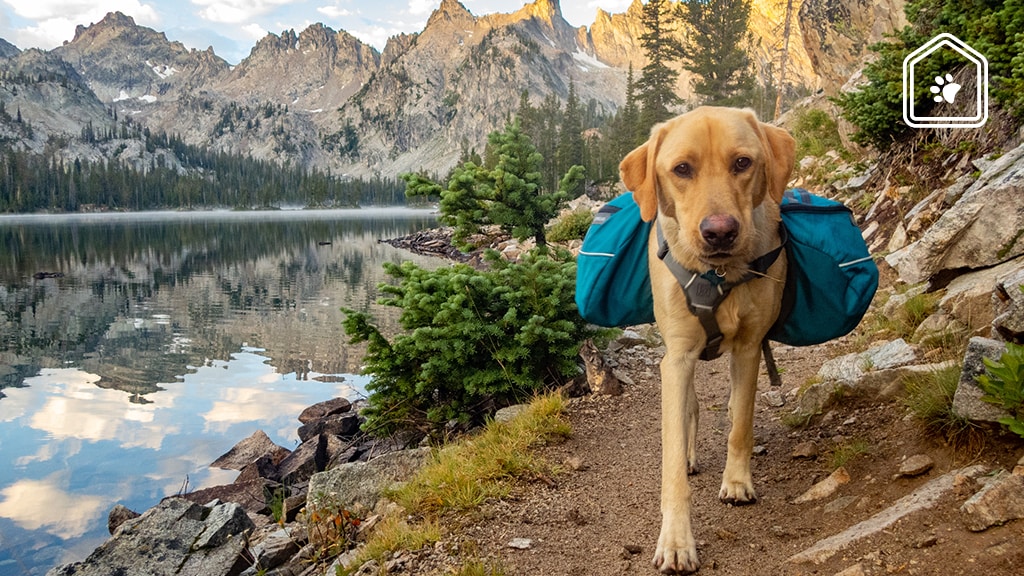 Dit moet je weten als je jouw hond meeneemt op vakantie