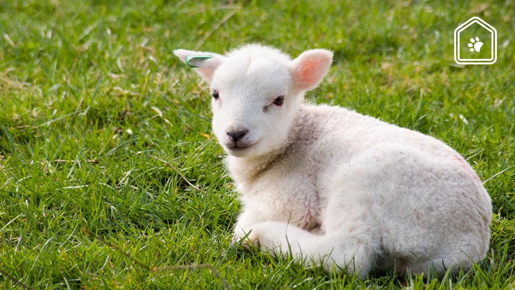 Dit moet je weten als je zelf schapen en lammetjes wil houden