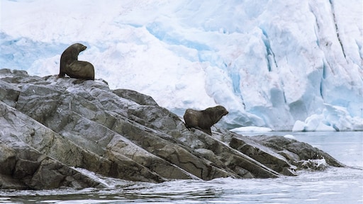 Het water rond Antarctica wordt minder zwaar en dat heeft gevolgen