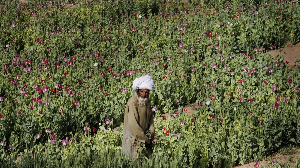 Heroïnetekort dreigt door verbod papaverteelt: zorgen om gevaarlijker alternatief