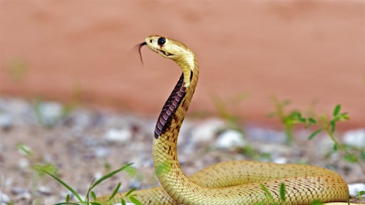 Dodelijke cobra in cockpit dwingt Zuid-Afrikaanse piloot tot noodlanding