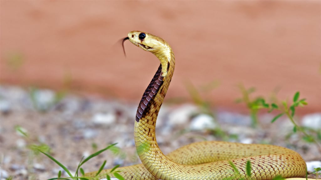 Dodelijke cobra in cockpit dwingt Zuid-Afrikaanse piloot tot noodlanding