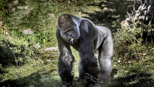 Nederlands beroemdste gorilla Bokito (27) overleden in Diergaarde Blijdorp