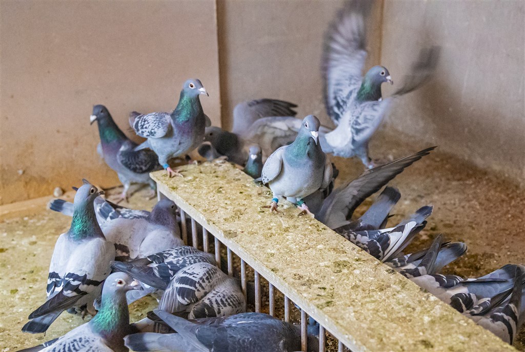 Vier Litouwers vast voor diefstal kostbare postduiven in Friesland